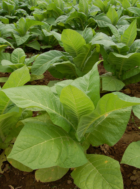 Tobacco Seeds (Nicotiana tabacum)