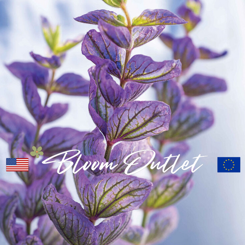 OXFORD BLUE Clary Sage Seeds (Salvia viridis/horminum)