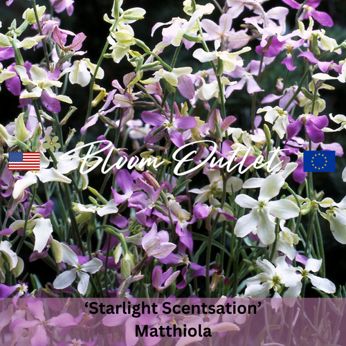 STARLIGHT SCENTSATION - Night Scented Stock Seeds (Matthiola longipetala)