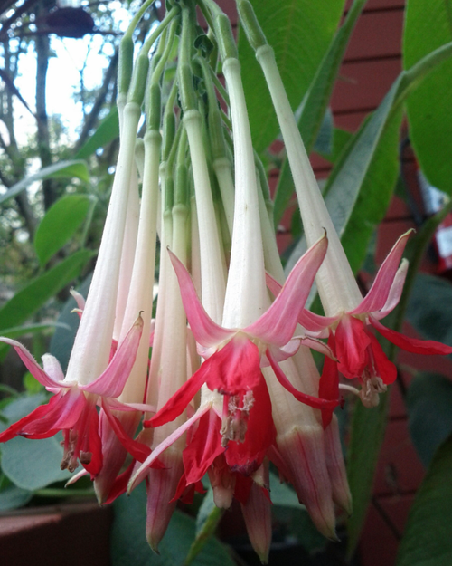 Bolivian Fuchsia Seeds (Fuchsia boliviana)