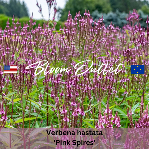 PINK SPIRES - Vervain 100 Seeds (Verbena hastata)