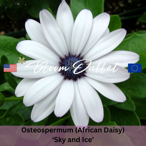 SKY AND ICE - African Daisy - 25 Seeds (Osteospermum ecklonis)