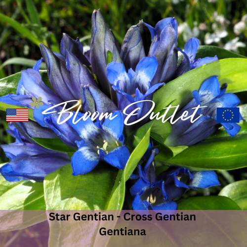 Cross Gentian, Star Gentian - 100 Seeds (Gentiana cruciata)