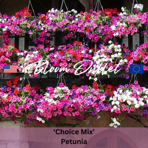 BALCONY MIX - Petunia Seeds (Petunia hybrida pendula)