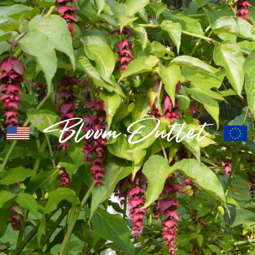 Himalayan Honeysuckle, Pheasant Berry, Treacle Tree Seeds - AGM Award ...