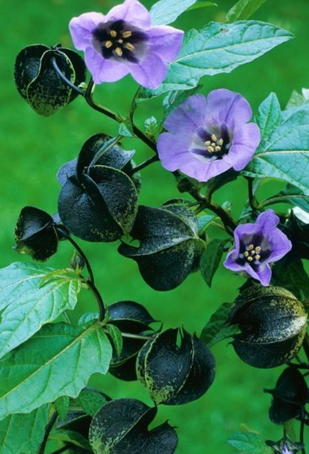 Apple of Peru, Shoofly Seeds - Natural Insect Repellent (Nicandra physalodes)