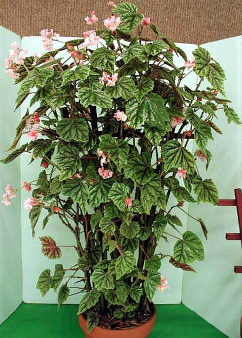 Metallic Leaf Begonia - 100 Seeds - AGM Award (Begonia incarnata/metallica)