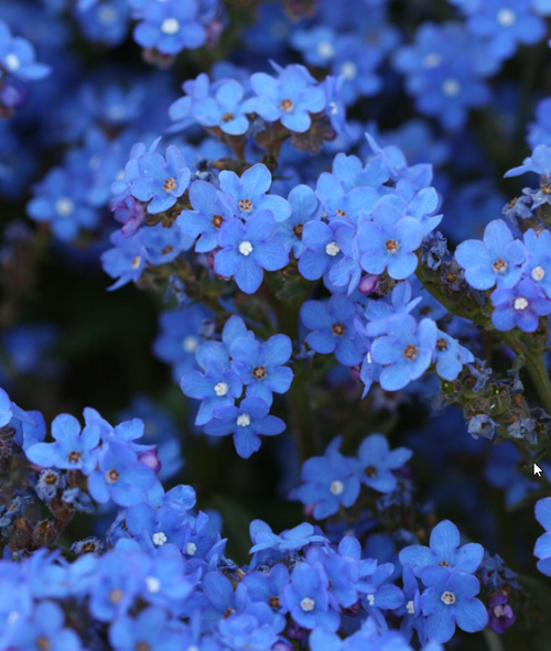 BLUE ANGEL - Bugloss, Summer Forget Me Not Seeds (Anchusa capensis)