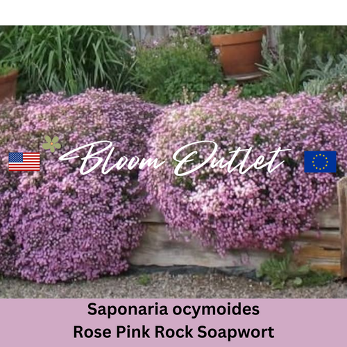 Pink Rock Soapwort Seeds - (Saponaria ocymoides)