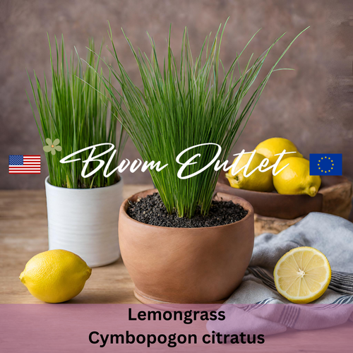Lemongrass, Lemon Grass Seeds - Thai Culinary Herb (Cymbopogon citratus)