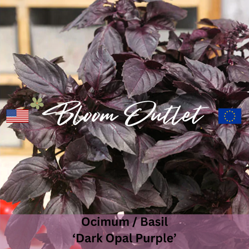 DARK OPAL PURPLE Basil Seeds (Ocimum basilicum)