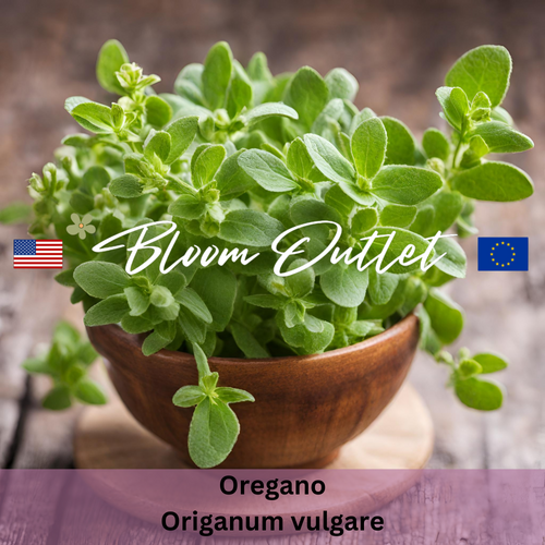 OREGANO Seeds (Origanum vulgare)