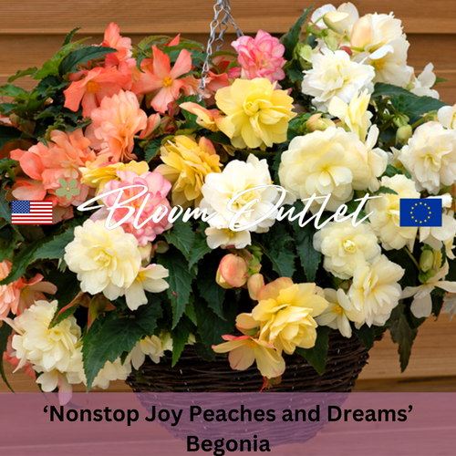 NONSTOP JOY PEACHES AND DREAMS Begonia - 20 Pelleted Seeds (Begonia tuberhybrida)