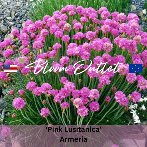 PINK LUSITANICA Sea Thrift - 100 Seeds (Armeria maritima)