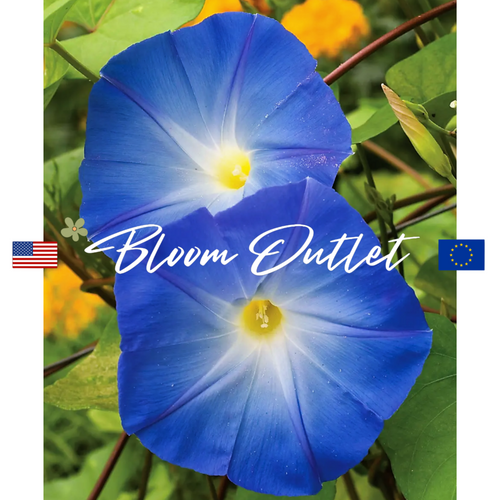 HEAVENLY BLUE Morning Glory Seeds (Ipomoea tricolor)