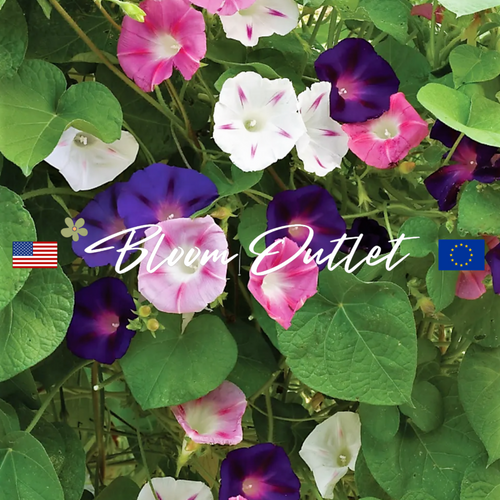 ZEELAND HYBRIDS MIX Morning Glory Seeds (Ipomoea nil)