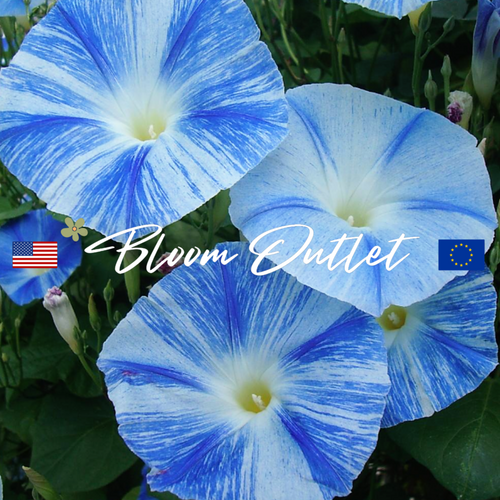 FLYING SAUCERS Morning Glory Seeds (Ipomoea tricolor)