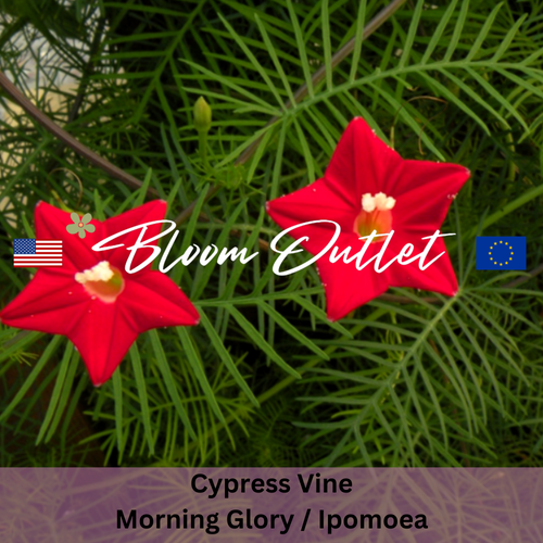 CYPRESS VINE, Cardinalis - Morning Glory Seeds - Heirloom (Ipomoea quamoclit)