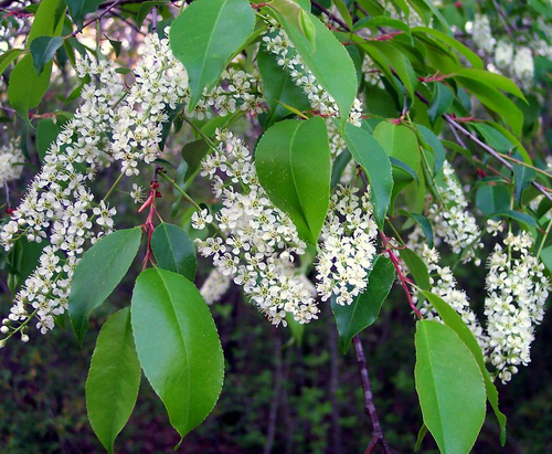 Black Cherry, Eastern Black Cherry Tree Seeds (Prunus serotina var serotina)