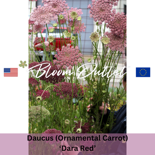 DARA RED - Queen Anne's Lace, Ornamental Flowering Carrot - 100 Seeds (Daucus carota)