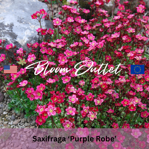 PURPLE ROBE - Mossy Saxifrage - 250 Seeds (Saxifraga arendsii)