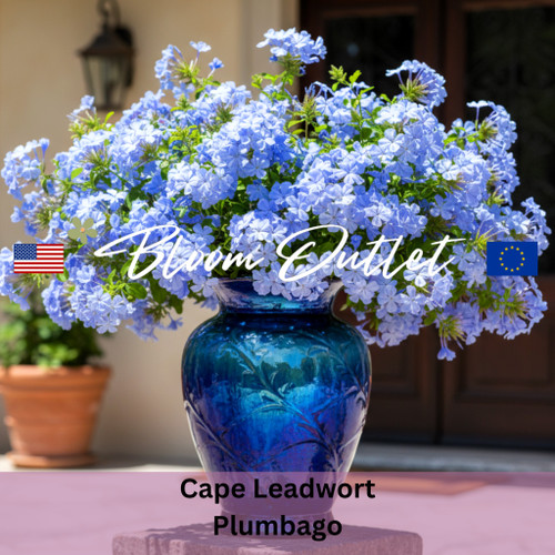 Cape Leadwort, Blue Plumbago, Skyflower - 25 Seeds (Plumbago auriculata)