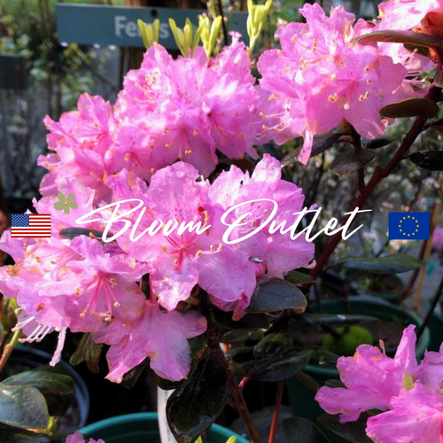 Carolina Rhododendron, Carolina Azalea, Carolina Laurel Seeds (Rhododendron minus ‘Carolinianum’)