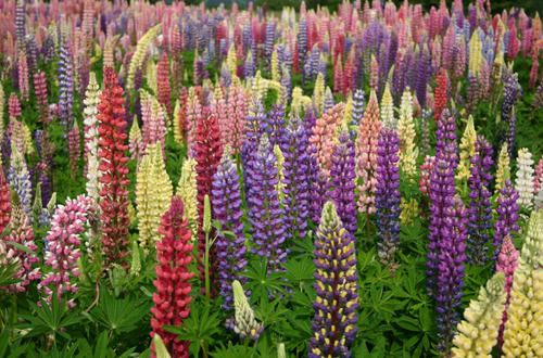 RUSSELL GIANT'S MIX Lupine Seeds (Lupinus polyphyllus)