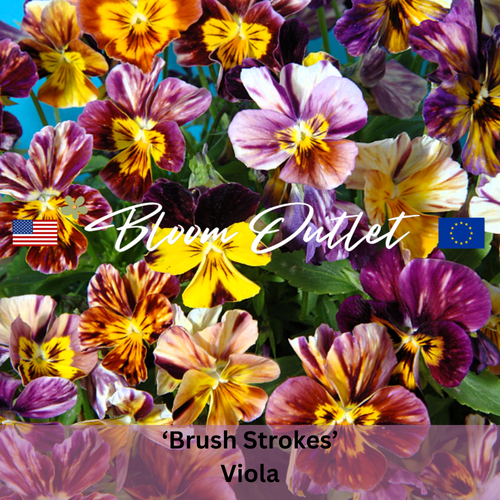 BRUSH STROKES - Pansy, Horned Violet - 100 Seeds (Viola cornuta)