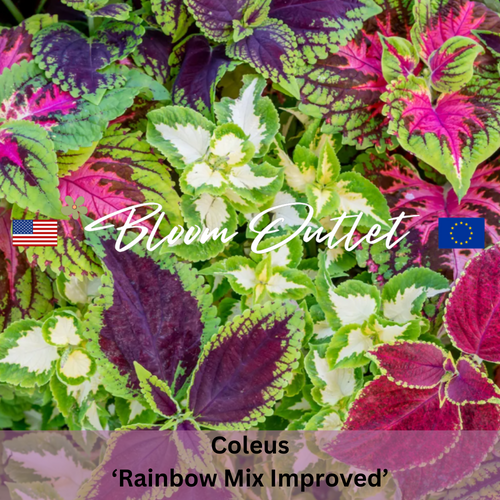 RAINBOW MIX Improved Coleus Seeds