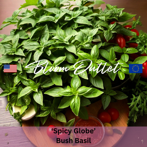 SPICY GLOBE Bush Basil (Ocimum basilicum)