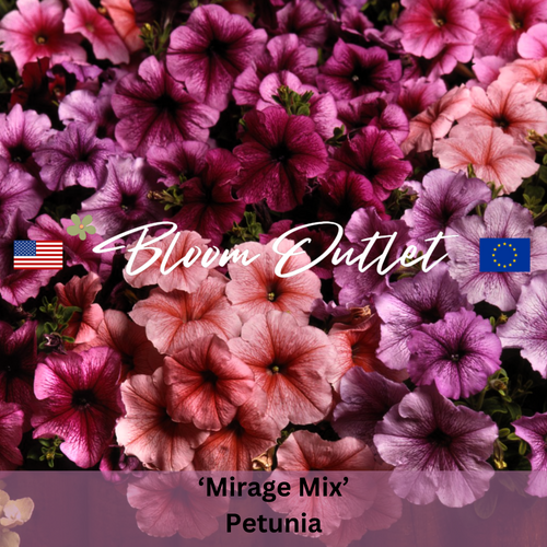 Mirage Mix Petunia - 25 Seeds