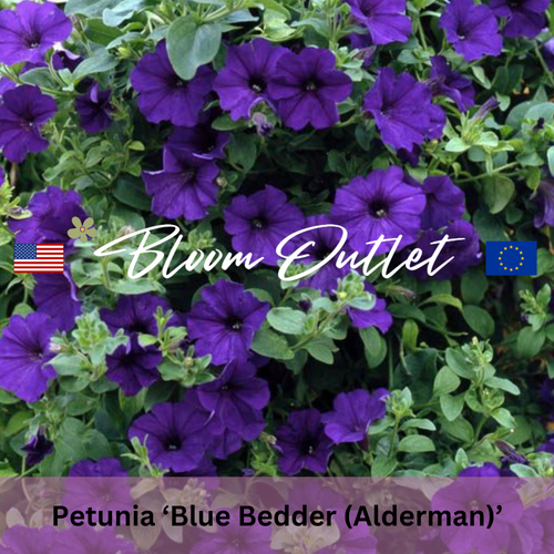 ALDERMAN, BLUE BEDDER Petunia - 500 Seeds (Petunia hybrida)