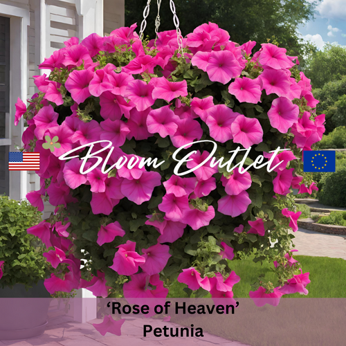 ROSE OF HEAVEN Petunia Seeds - Heirloom (Petunia hybrida)