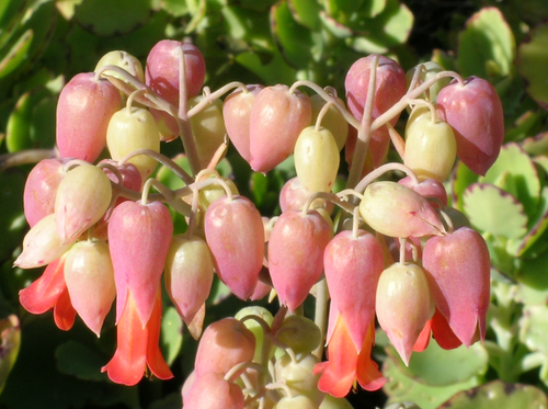 Milky Widows Thrill Succulent Seeds (Kalanchoe laxiflora)