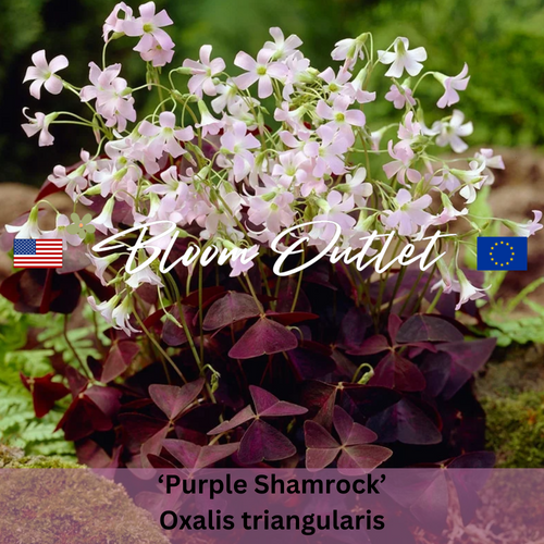 PURPLE SHAMROCK, Wood Sorrel, False Shamrock - 3 corms (Oxalis triangularis)