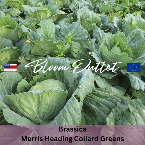 MORRIS HEADING - Collard Greens Seeds - Heirloom (Brassica oleracea)