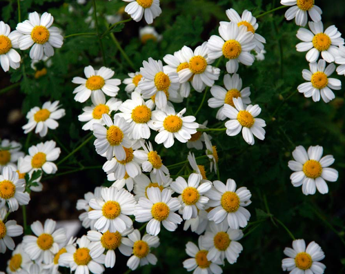 MILLION BLOOMS, JACKPOT - Daisy, Tansy Seeds (Tanacetum niveum)