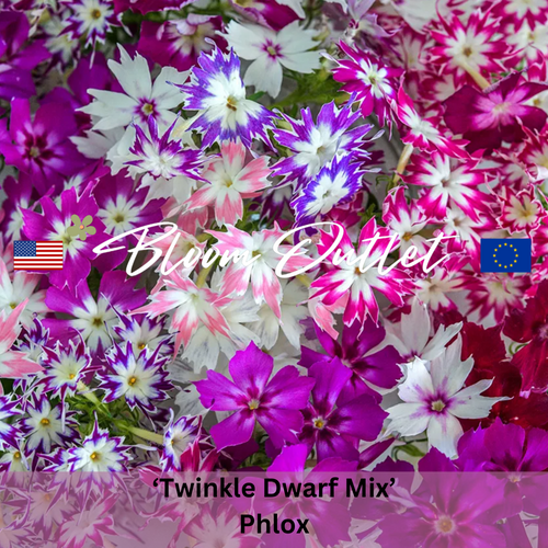 TWINKLE DWARF MIX - Phlox Seeds (Phlox drummondii)