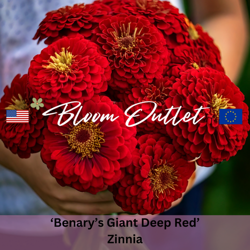 BENARY'S GIANT DEEP RED Zinnia - 25 Seeds (Zinnia elegans)