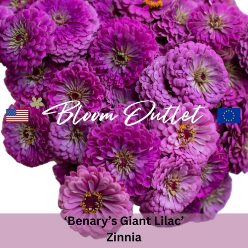 BENARY'S GIANT LILAC Zinnia - 25 Seeds (Zinnia elegans)