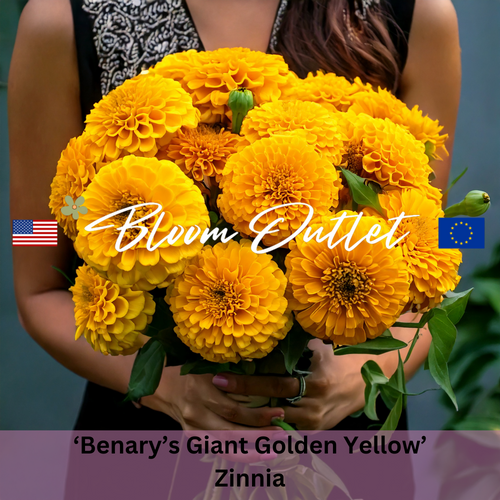 BENARY'S GIANT GOLDEN YELLOW Zinnia - 25 Seeds (Zinnia elegans)