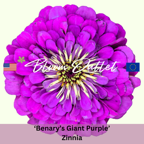 BENARY'S GIANT PURPLE Zinnia - 25 Seeds (Zinnia elegans)