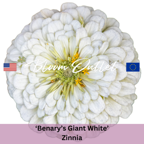 BENARY'S GIANT WHITE Zinnia - 25 Seeds (Zinnia elegans)