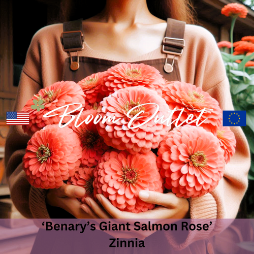 BENARY'S GIANT SALMON ROSE - 25 Seeds (Zinnia elegans)