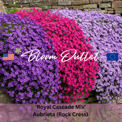 ROYAL CASCADE MIX - Rock Cress Seeds (Aubrieta hybrida)