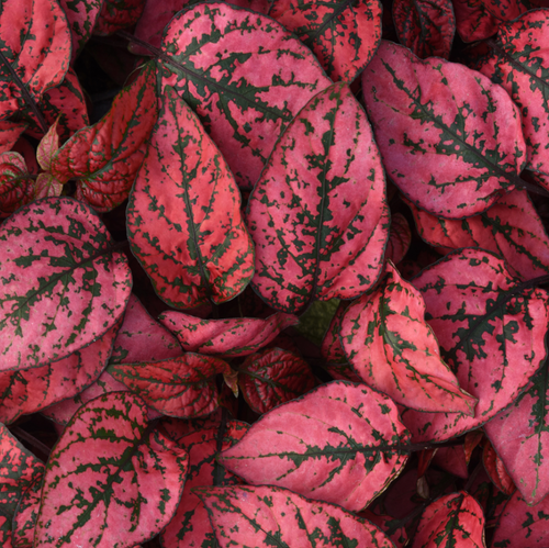 SPLASH SELECT RED - Polka Dot Plant - 25 Seeds (Hypoestes phyllostachya)
