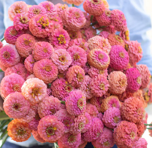 OKLAHOMA SALMON Zinnia - 50 Seeds (Zinnia elegans)