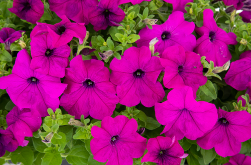 SUCCESS! 360° Violet Petunia - 50 Seeds (Petunia hybrida)