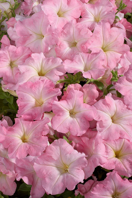 CELEBRITY CHIFFON MORN Petunia - 50 Seeds